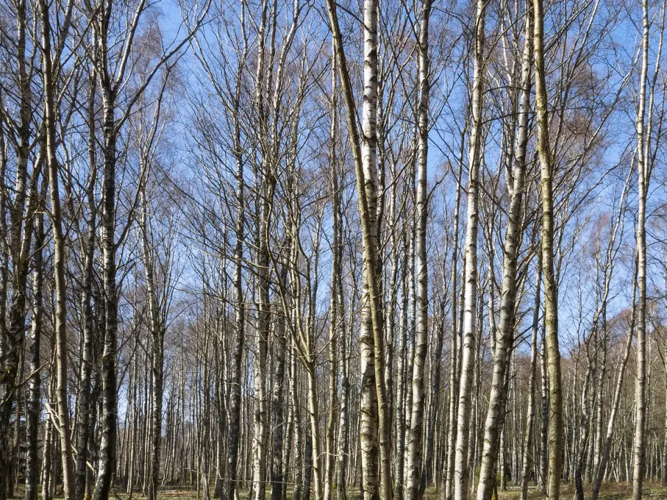 Birken und Buschwindröschen im Gullmarsskogen-Naturschutzgebiet in Schweden.